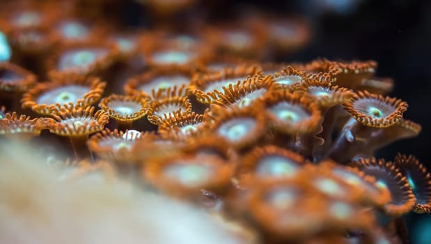 Underwater photo - orange flower like soft corals, Zoanthus species, emitting light under UV bulb, abstract marine background, shallow depth of field photo only few tentacles in focus.