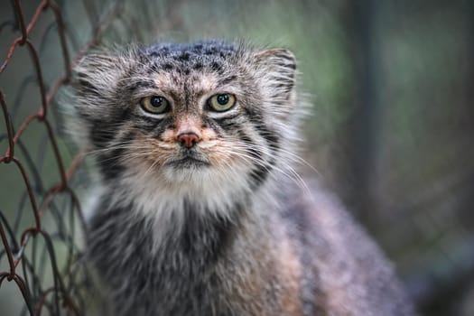 Pallas's cat - Otocolobus manul - resting near wired fence in zoo, closeup detail to head.