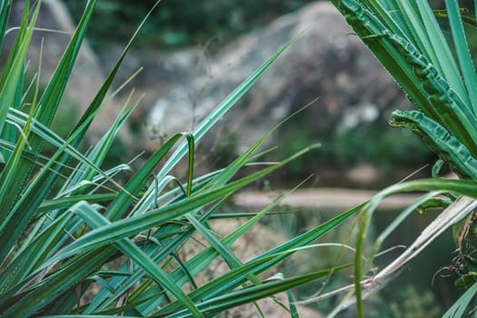 African rainforest jungle in Isalo park, close detail to green plants blades.