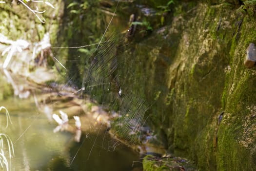 Closeup detail to large cobweb in Madagascar jungle, moss covered rocks near.