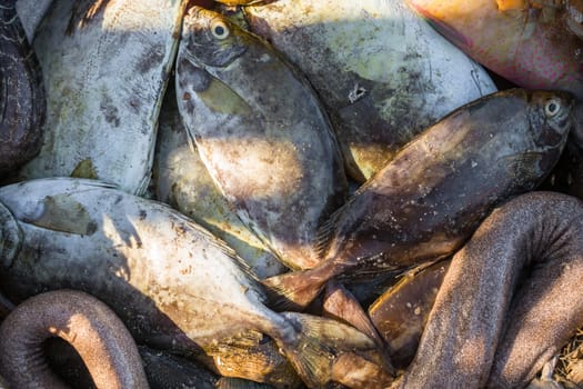 Freshly caught seafood fish on display at beach near fishing village, closeup detail.