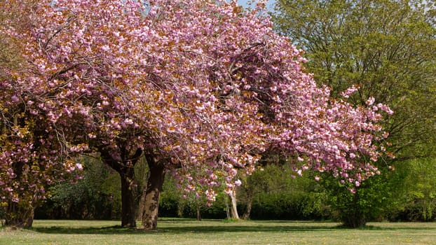 Cherry blossom pink trees in spring parkland in Norfolk England. Full bloom trees with pink petals