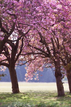 Bright pink cherry blossom trees close up in spring in Norfolk England