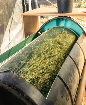 Marijuana buds in an electric trimmer machine. Organic Cannabis Sativa fabric. Legal medicinal marihuana with CBD for healthcare and medicine