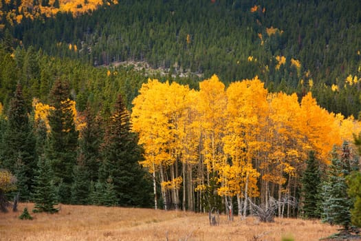 Golden aspens in Autumn in the Rocky Maountains of Colorado.