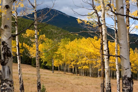 Golden aspens in Autumn in the Rocky Maountains of Colorado.