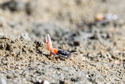 Fiddler crabs, Ghost crabs orange red small male sea crab colorful. One claw is larger and used to wave and act as a weapon in battle. wildlife lifestyle small animals living in the mangrove forest
