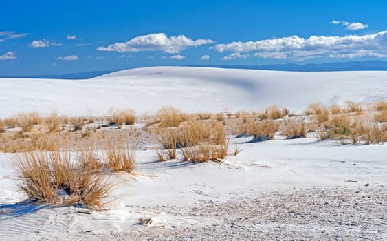 Desert Grasses Amidst the White Sands in White Sands National Monument in New Mexico