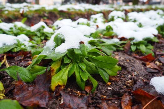 Green cultivated plant with leaves under fresh white snow. Snowdrift in the flowerbed. frost-resistant and cold-resistant flowers in the garden. First snow. Lawns in the city