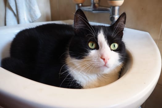 Black-and-white male cat Vasily got angry after waking up in the bathroom sink and looks around warily. A resting place for cats. Veterinary and pet care