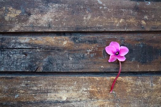 Cyclamen flower side view on shabby wooden background. One flower with five petals, Stem without leaves. Copy space. Beautiful floral card with cyclamen. Rustic pastoral style, french provence.