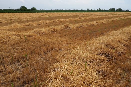 Hay and cake after wheat. Field with dry remains of cereal crops. Agricultural work. Serbia.