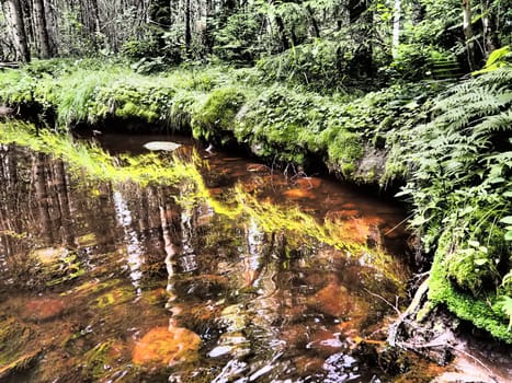 Taiga biome dominated by coniferous forests. Picea spruce, coniferous evergreen trees in the Pine family Pinaceae. Russia, Karelia. Forest river Orzega. Stone natural rapids, rusty ferruginous water