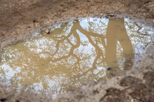 Reflection of a Tree in a Mud Puddle, picture taken in Paris, France