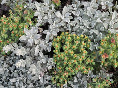 flowers natural plants green landscapes beautiful spring different colors