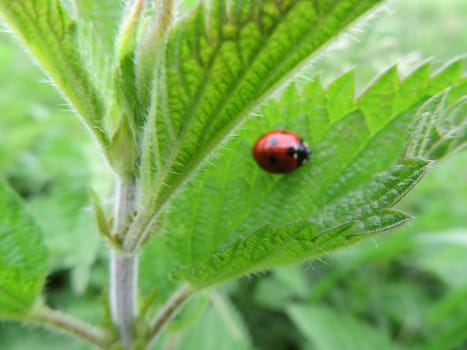 beautiful ladybug insect predator of aphids beneficial for agriculture