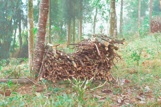 Cut of firewood store on a backyard Garden against mountain forest background. Tabakoshi Mirik West Bengal India