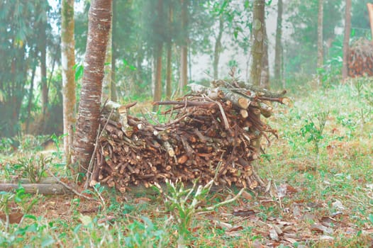 Cut of firewood store on a backyard Garden against mountain forest background. Tabakoshi Mirik West Bengal India