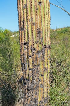 Aged and Damaged Trunk of a Saguaro Cactus in Saguaro National Park in Arizona