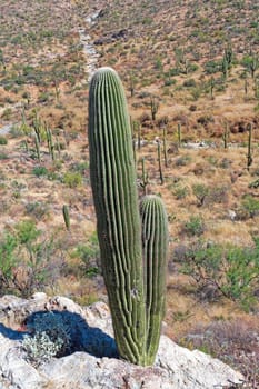 Saguaro Cactus Growing Out of a Rock in Saguaro National Park in Arizona
