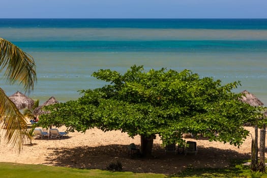 A tropical garden with palm trees overlooking the ocean with blue sky