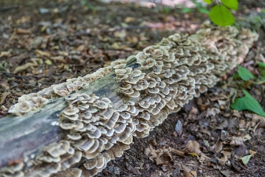 Stump with moss-covered brown and white mushrooms