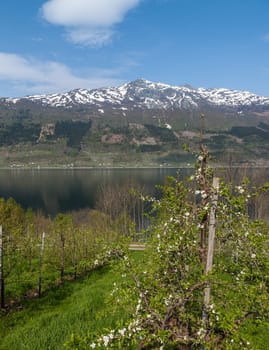 Landscape with mountains in Norwegian fjords in spring. view through the blooming cherry branch