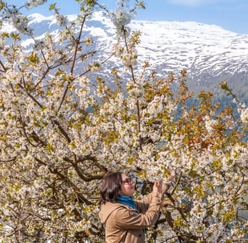 Landscape with mountains in Norwegian fjords in spring. view through the blooming cherry branch