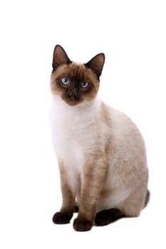 grey cat looking to the camera. On a white background