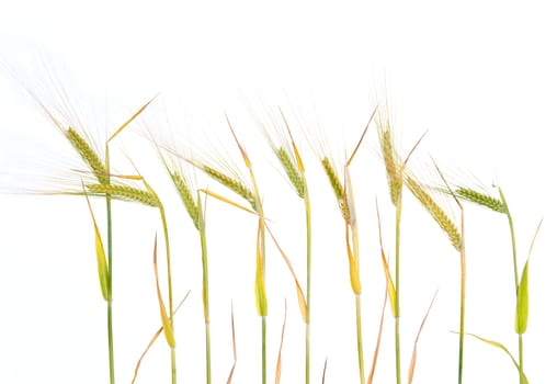 line of barley- grain in front of white background