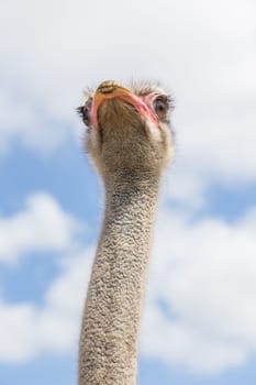 Ostrich head and neck taken from below