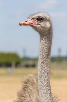 African ostrich on a pasture in Brandenburg