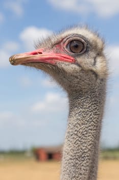 Head of an ostrich from the left