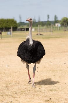African ostrich on a pasture in Brandenburg