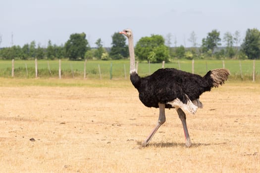 African ostrich on a pasture in Brandenburg