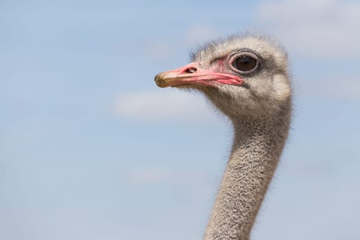 Head of an African ostrich
