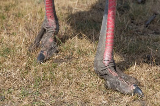 Feet of an African ostrich