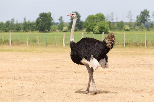African ostrich on a pasture in Brandenburg