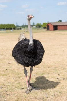 African ostrich on a pasture in Brandenburg