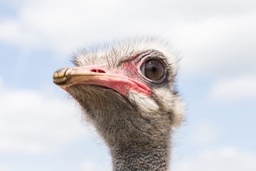 Head of an ostrich up close