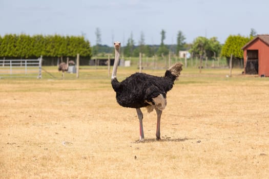 African ostrich on a pasture in Brandenburg