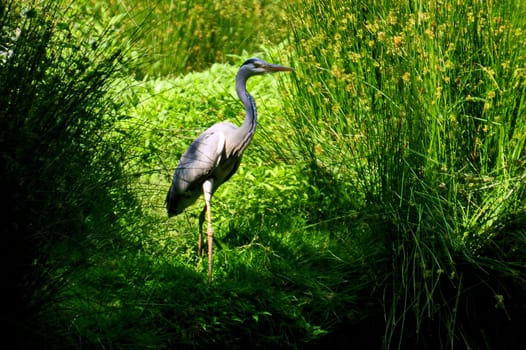 Grey heron