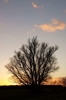 The sunset shines through the scrub of a tree.