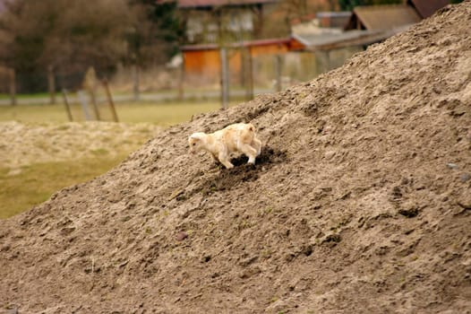 An overbearing and playful kid or lamb plays on a pile of sand.