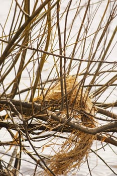Bast fibres are trapped in a ring shape in a bush at the edge of a river.