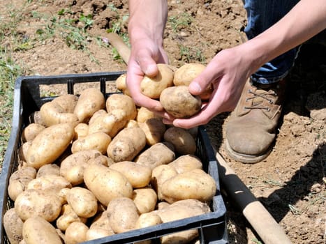 Manual harvesting of potatoes in a vegetable garden family