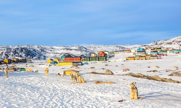 Sledding dogs and Inuit houses on the rocky hills covered in snow, Ilulissat, Avannaata municipality, Greenland