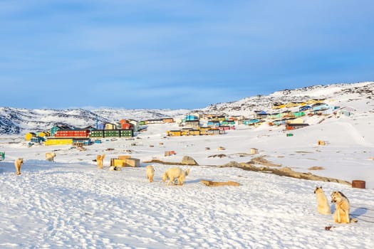 Sledding dogs and Inuit houses on the rocky hills covered in snow, Ilulissat, Avannaata municipality, Greenland