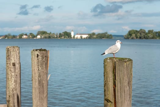 A Seagull sitting on a Bollard of Pier Herrenchiemsee, View on Fraueninsel Island, Lake Chiemsee, Bavaria, Germany