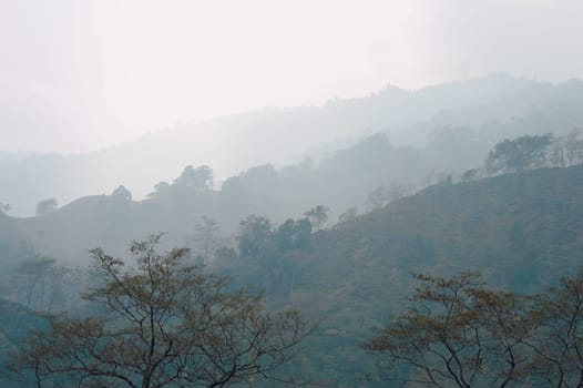 Foggy trees on a hazy mountain background in winter. Landscape view Tabakoshi Mirik West Bengal India